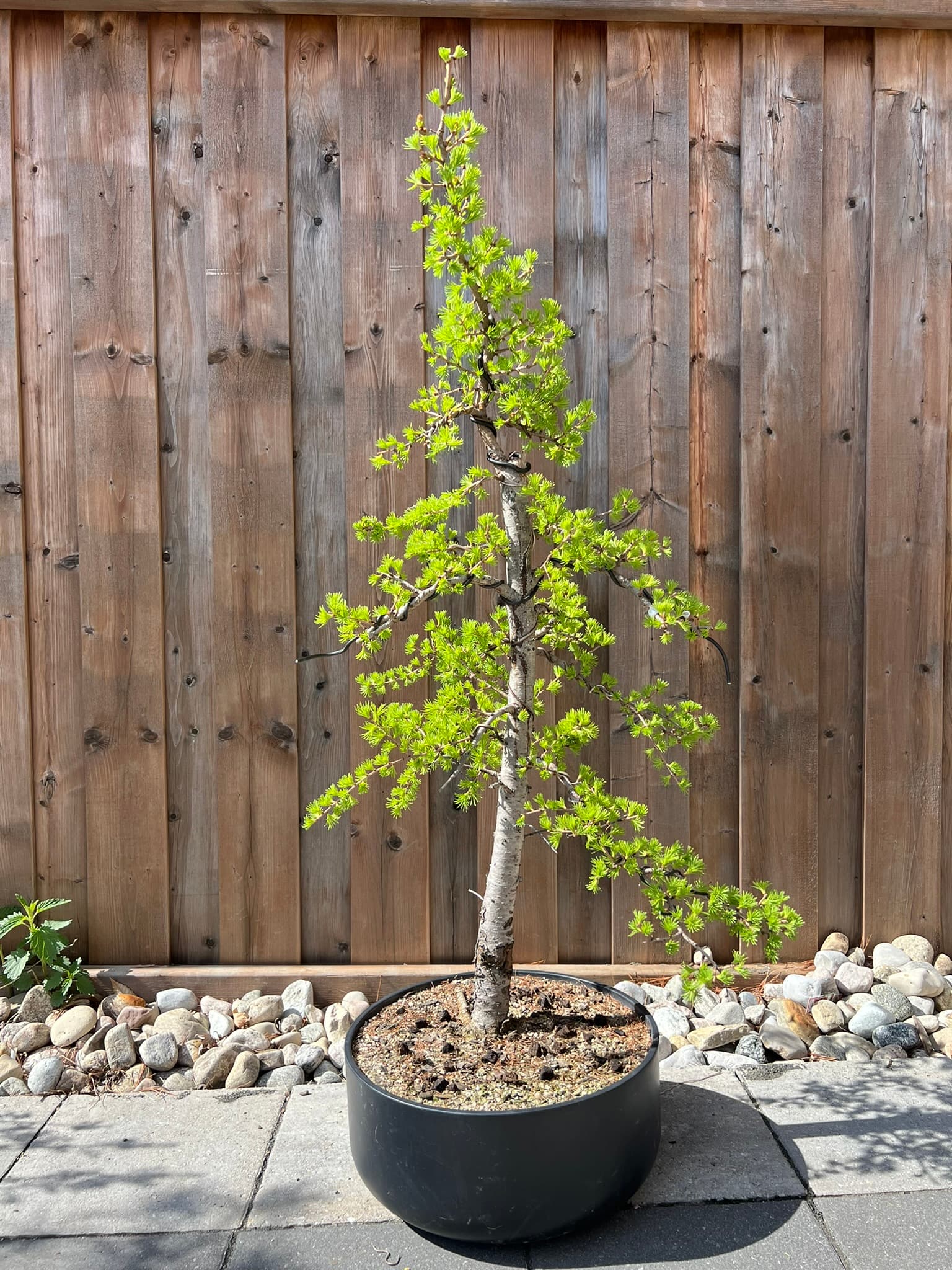American Larch 1, May 2025