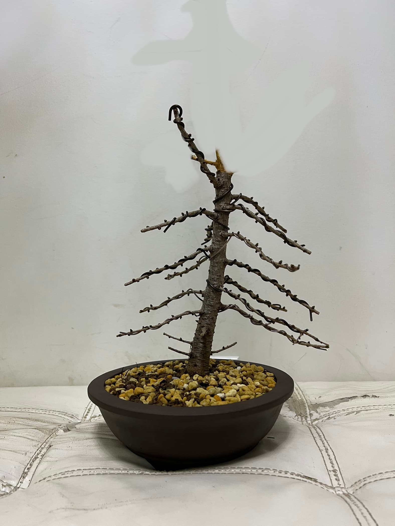 American Larch 2, March 2024 (2 of 2)