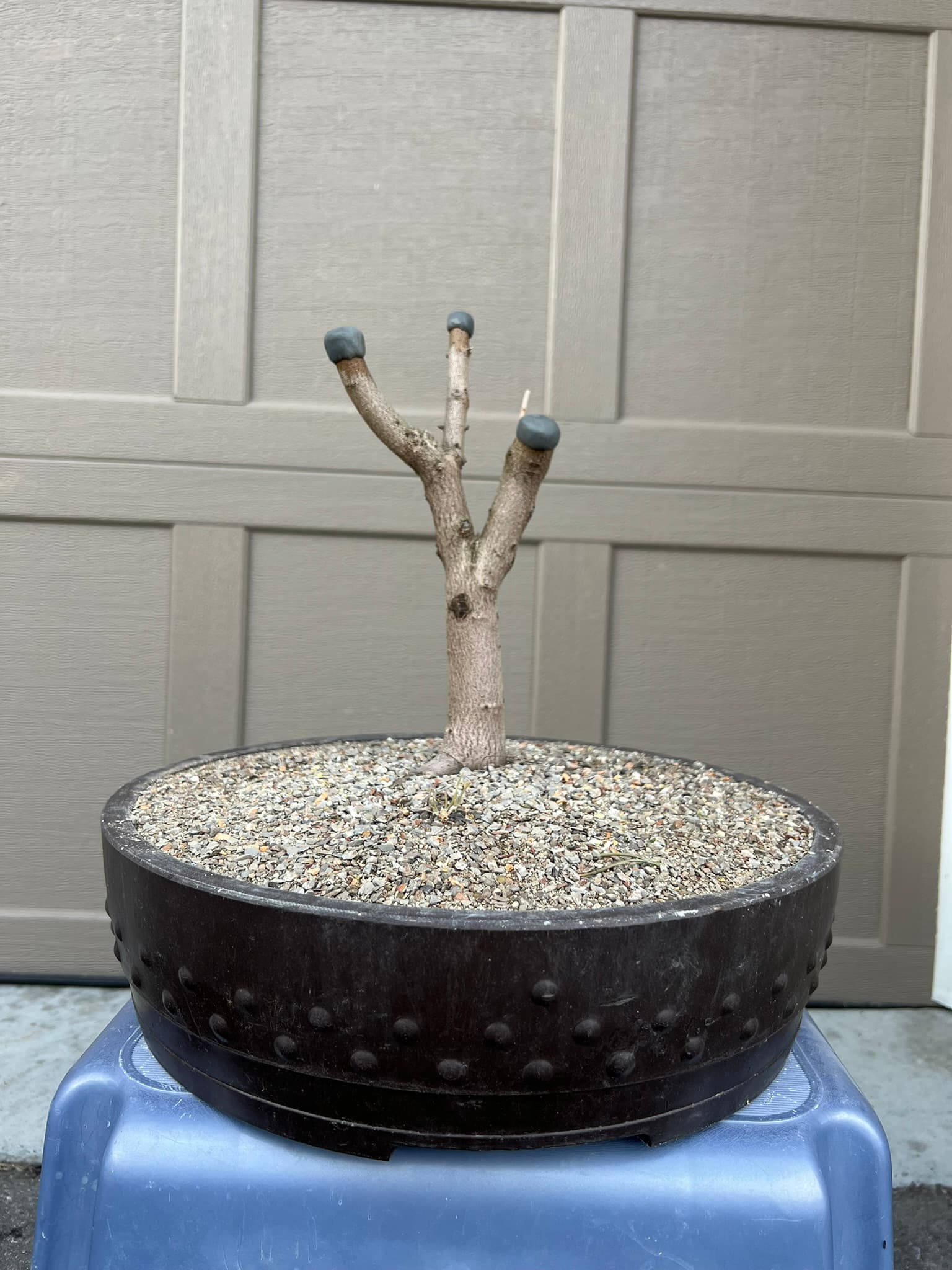 Amur Maple 1, March 2023 (2 of 2)
