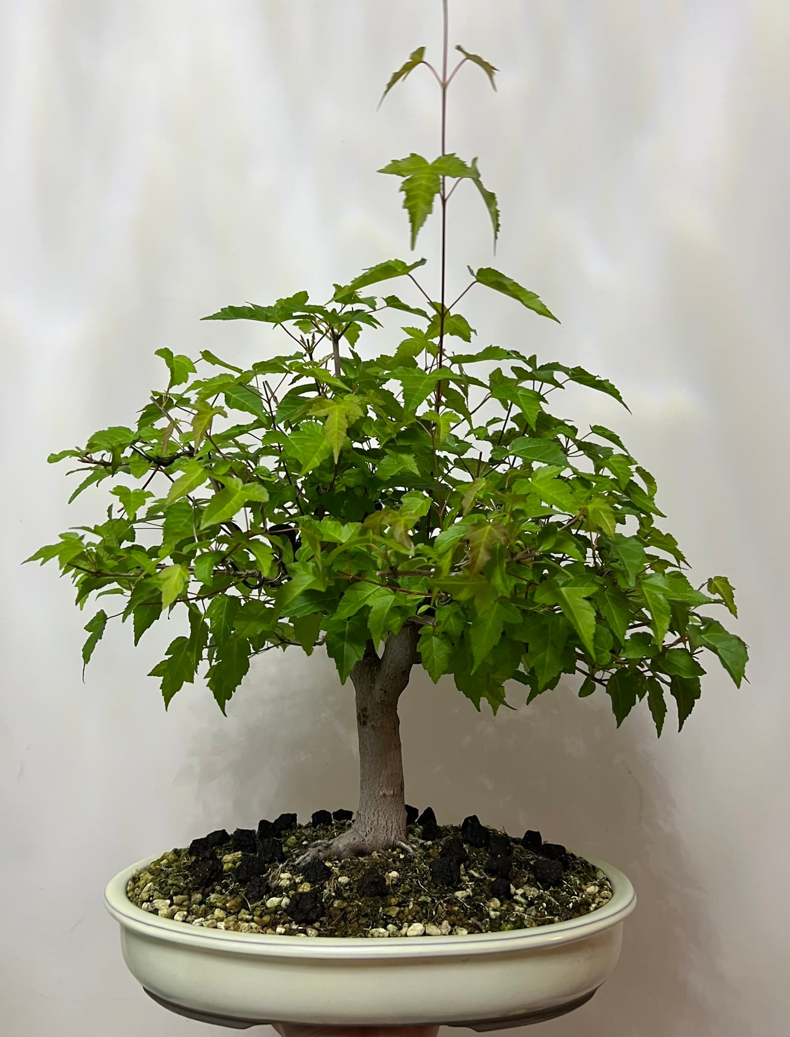 Amur Maple 1, June 2025