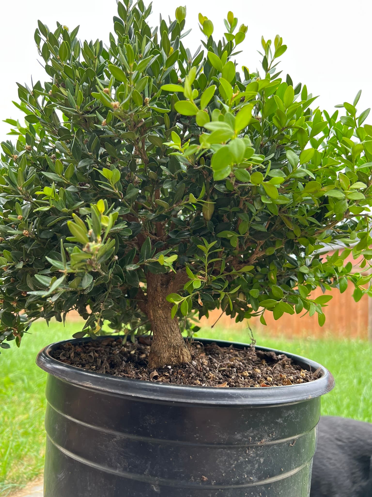Boxwood 1, July 2023