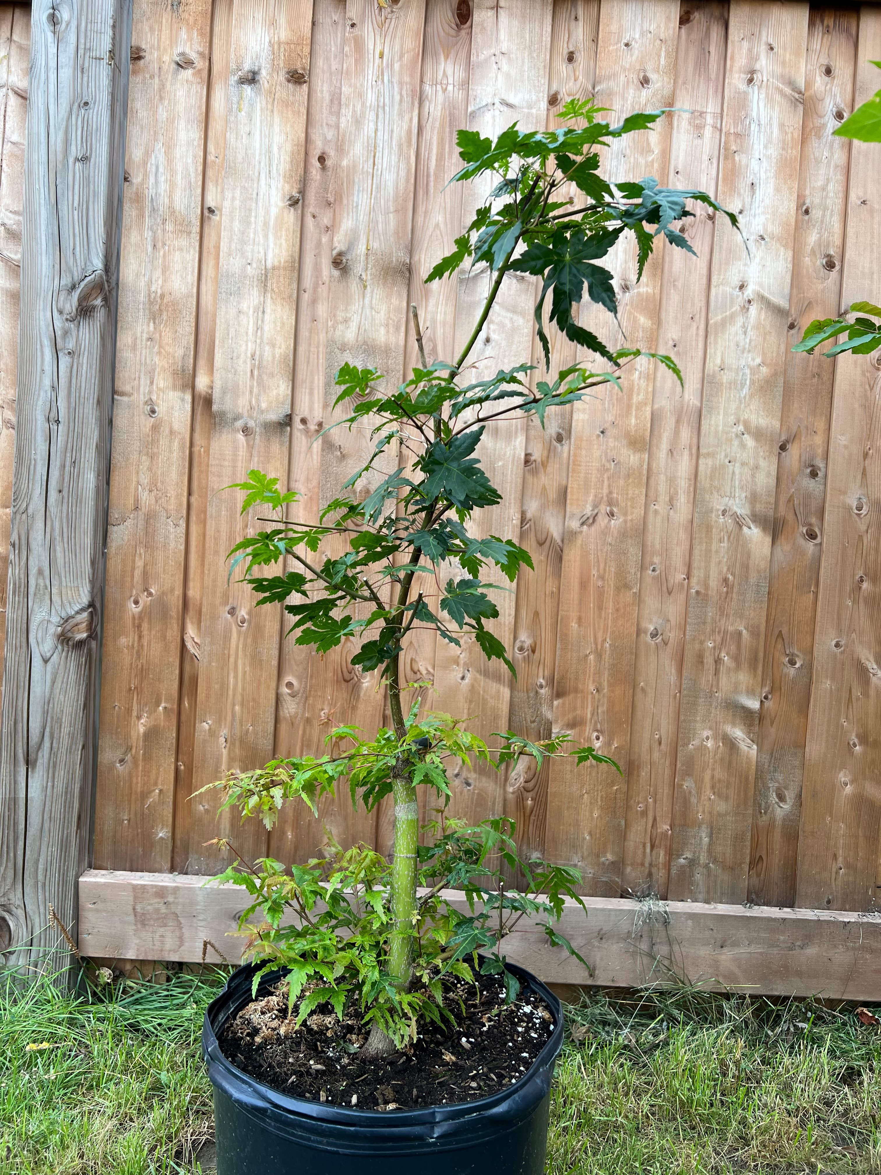 Japanese Maple 1, August 2022