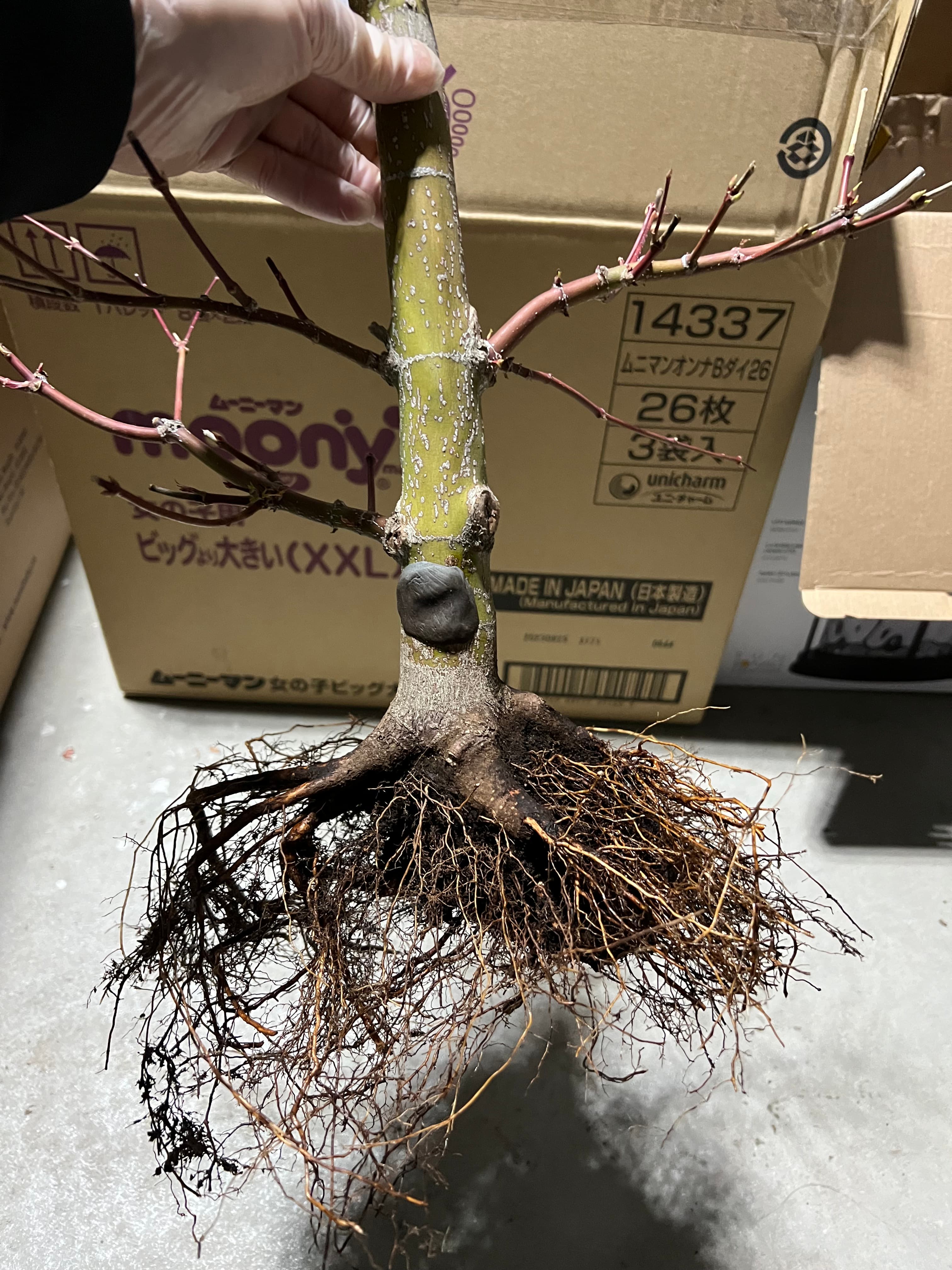 Japanese Maple 1, April 2024 (1 of 2)