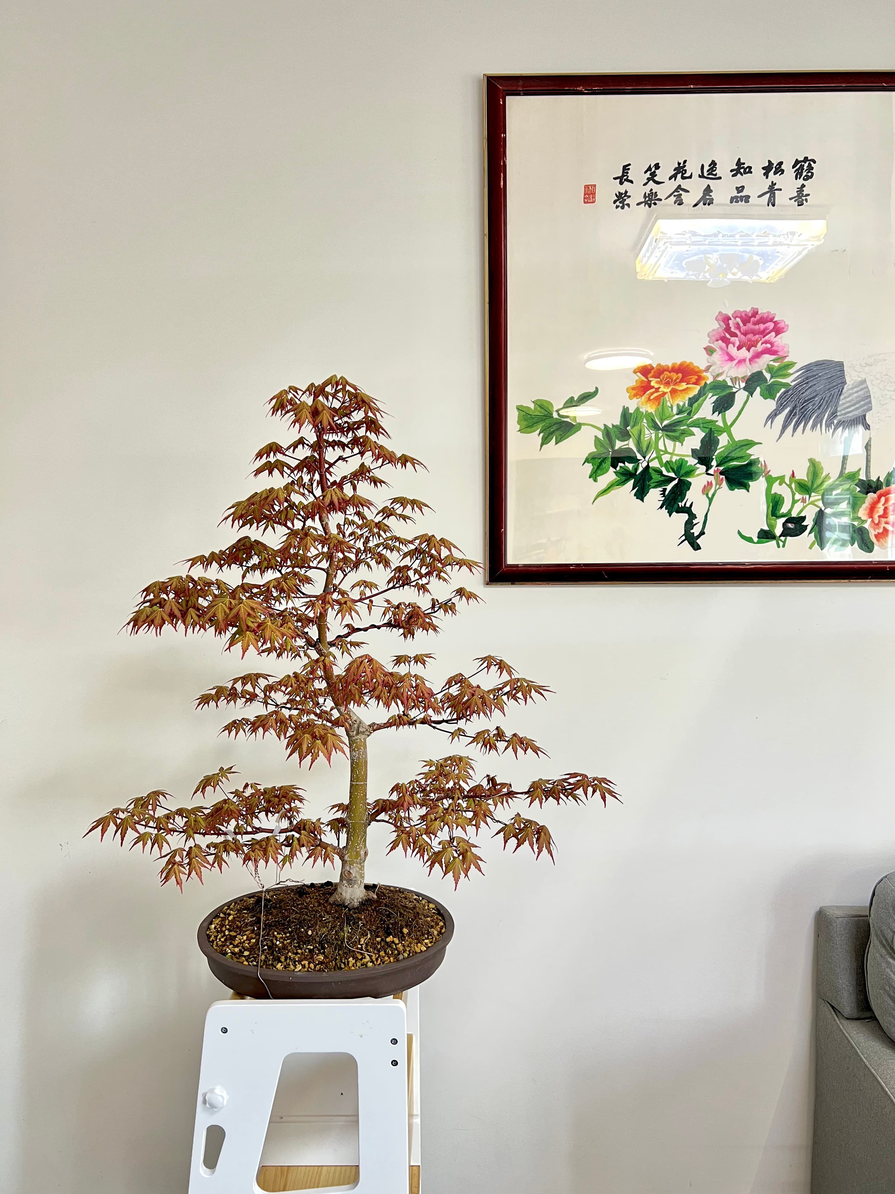 Japanese Maple 1, May 2025