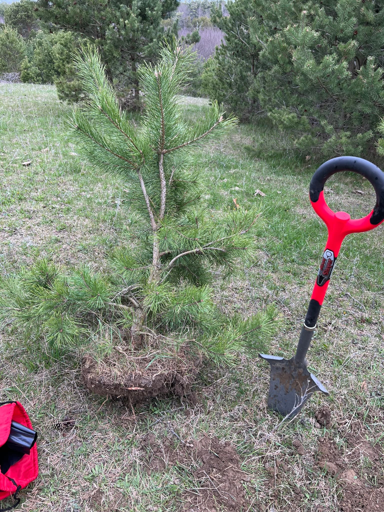 Scots Pine 1, April 2024 (1 of 2)