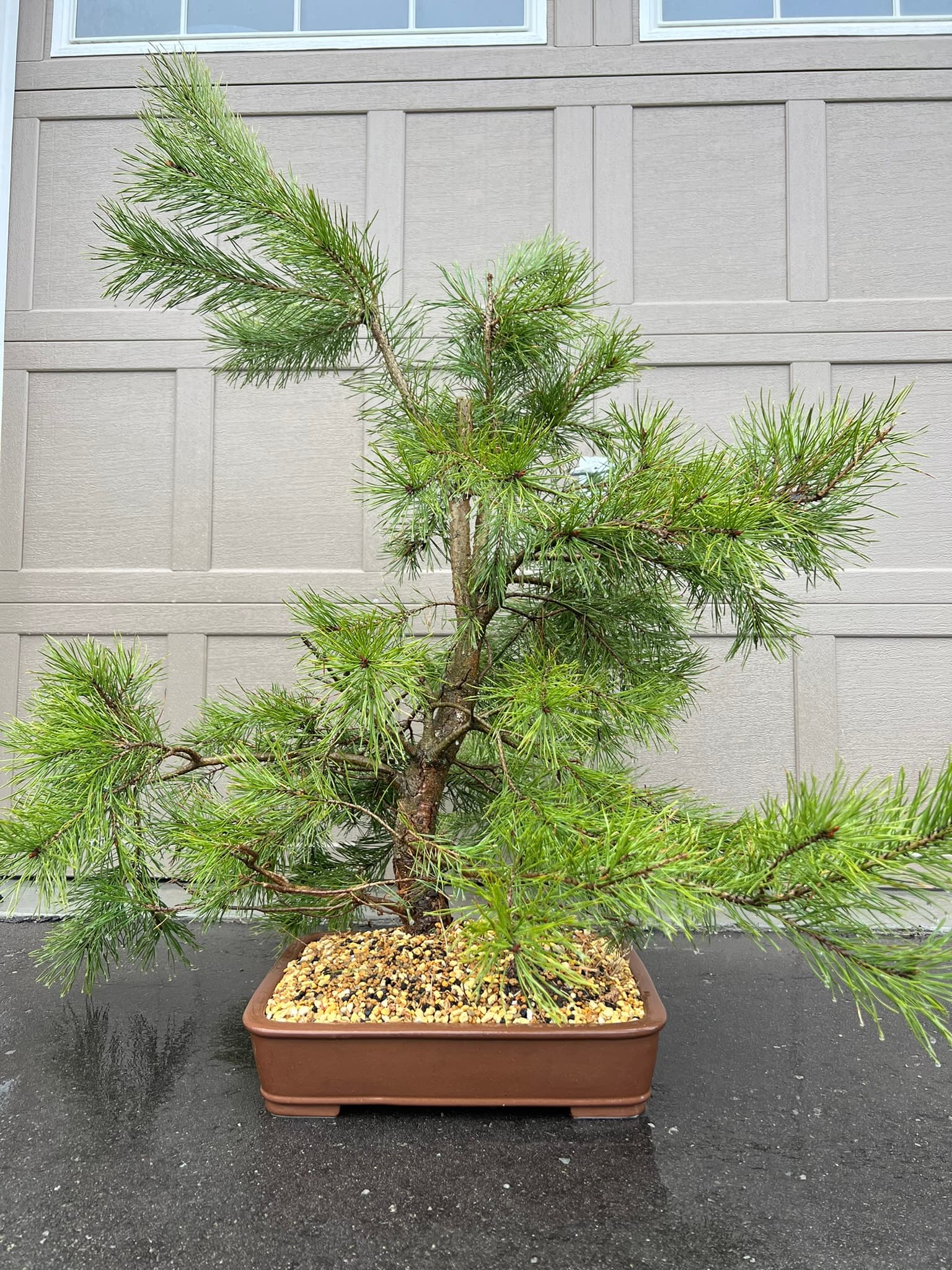 Scots Pine 1, April 2024 (2 of 2)