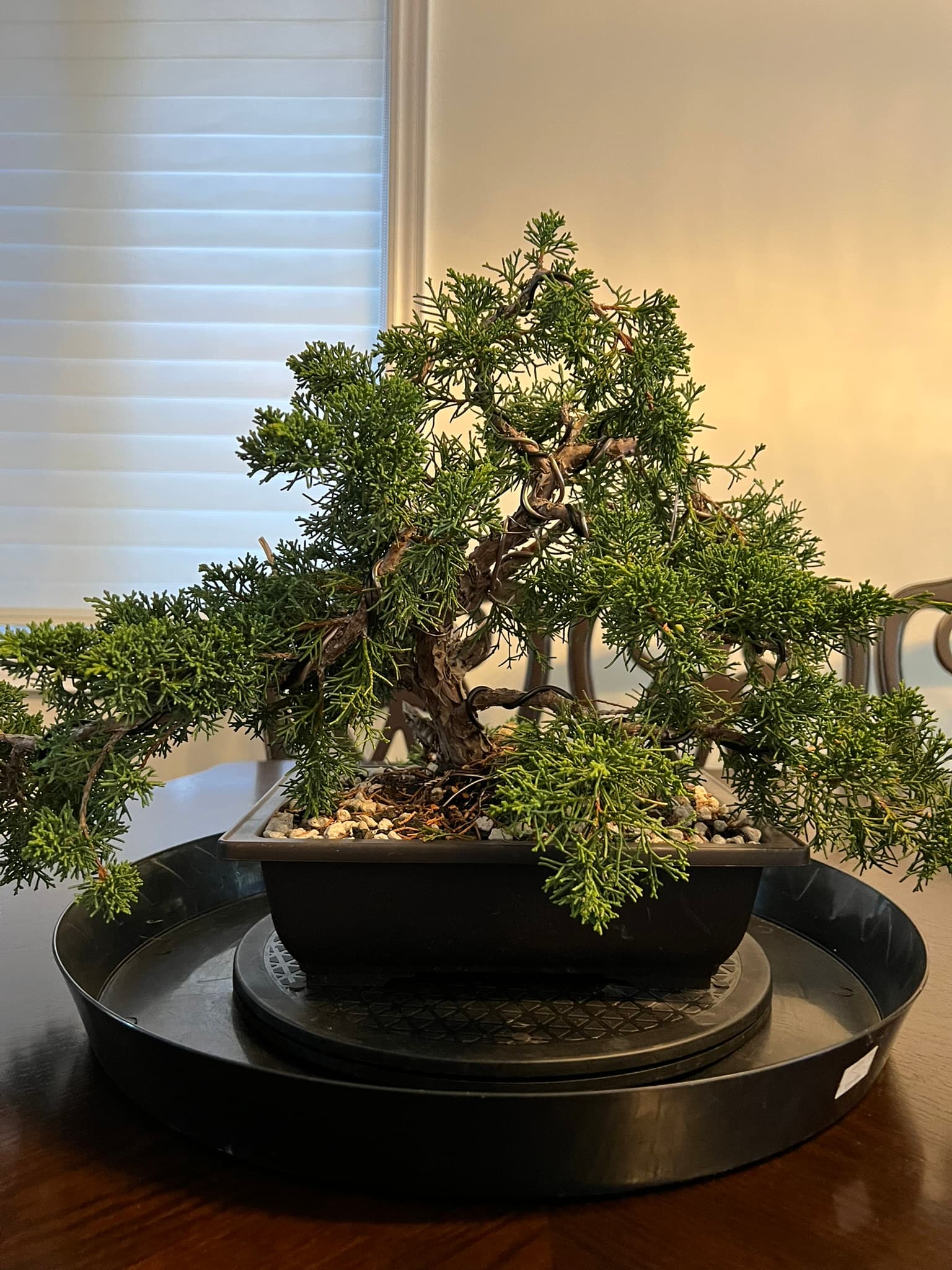 Shimpaku Juniper 1, October 2023