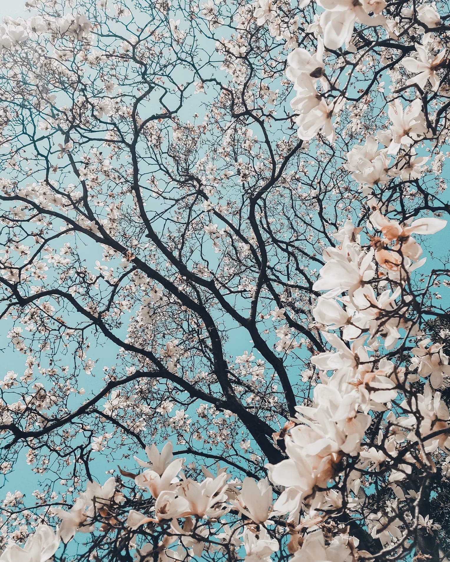 Magnolia blossoms against a spring sky