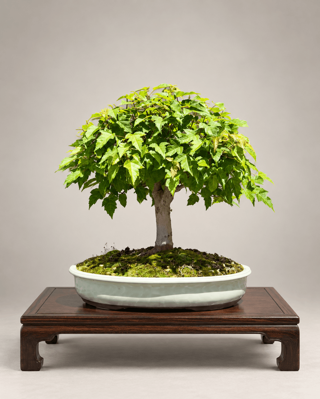 Amur maple in broom style with a full green canopy, in a pale celadon oval pot with moss