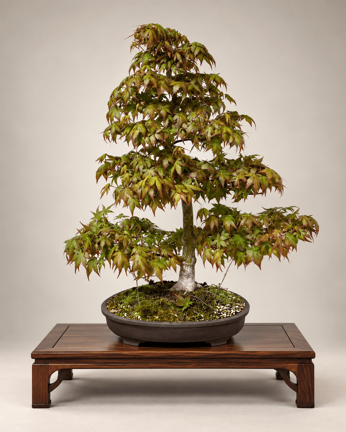 Japanese maple in full leaf