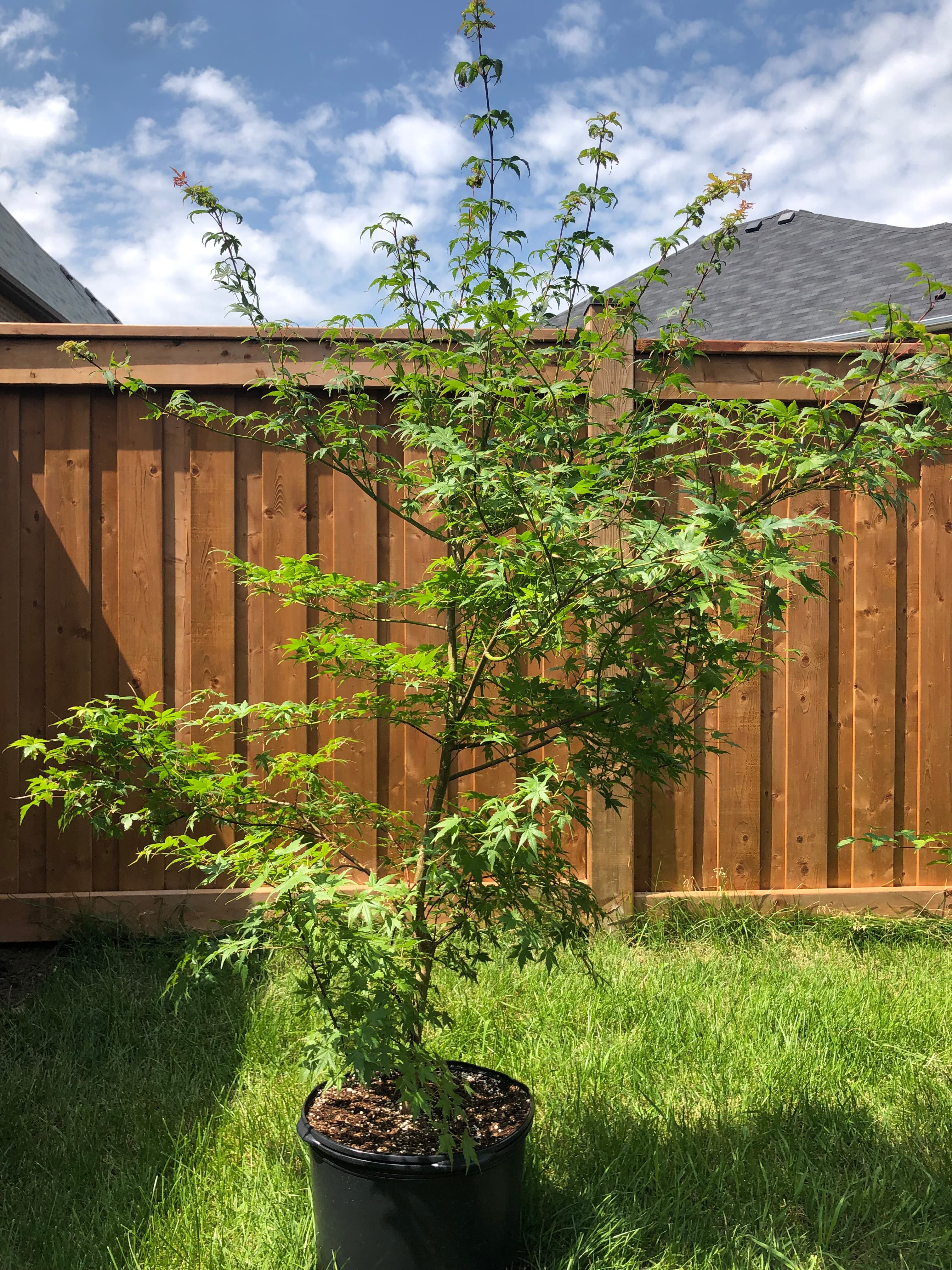 Japanese Maple 1, July 2021