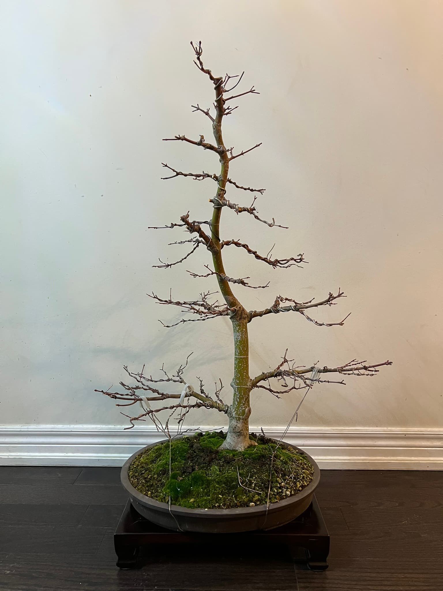 Japanese Maple 1, November 2025