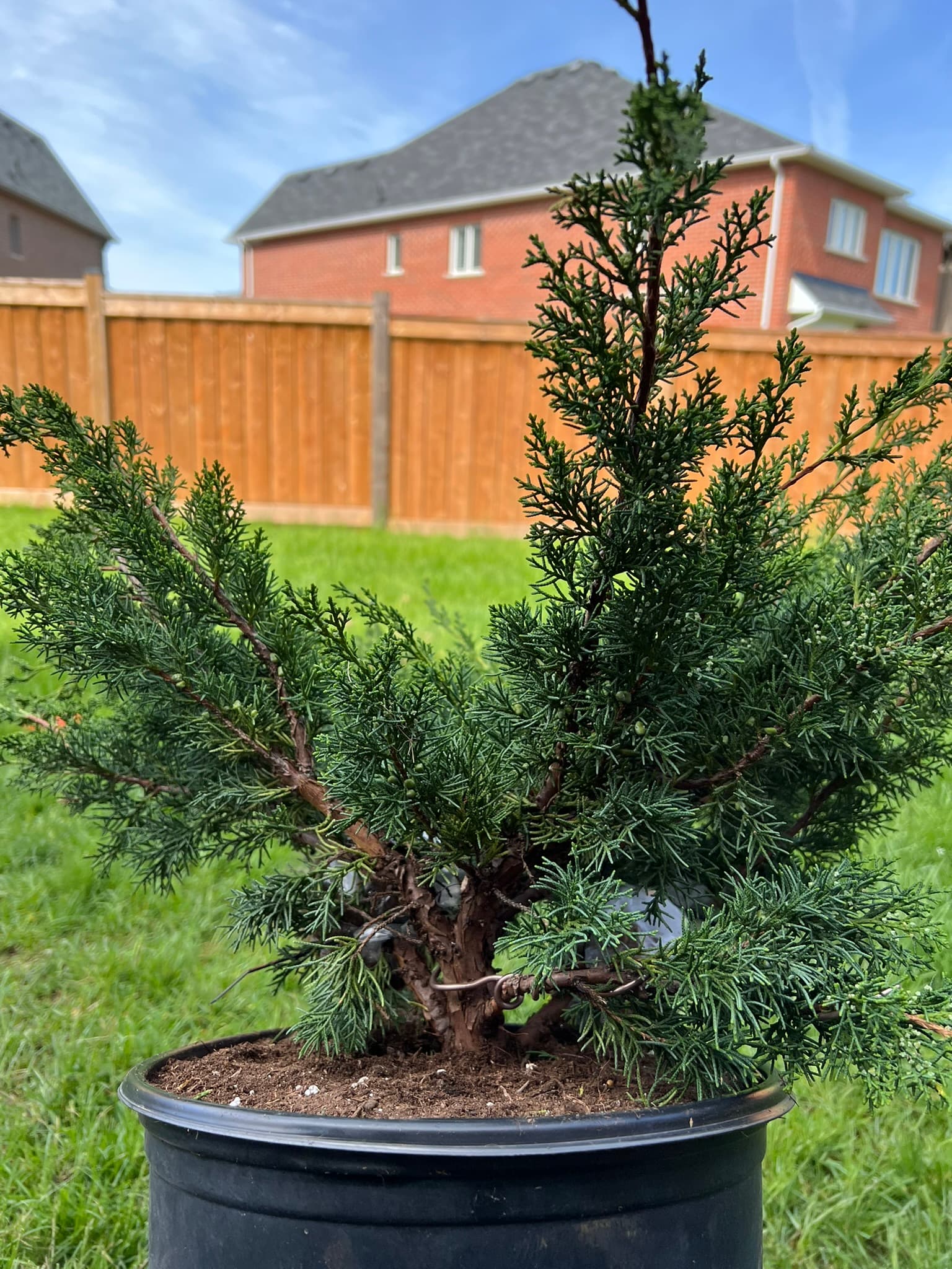 Shimpaku Juniper 1, May 2022